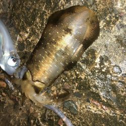 久しぶりだけど、