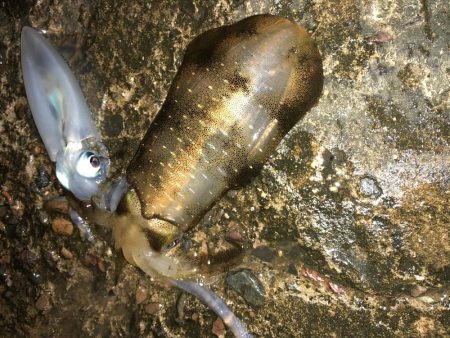 久しぶりだけど、