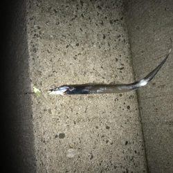 タチウオ ワインド