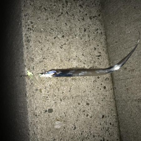 タチウオ ワインド