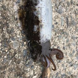 今年初のday game エギング！