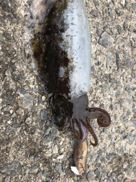 今年初のday game エギング！