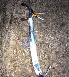 台風一過タチウオ