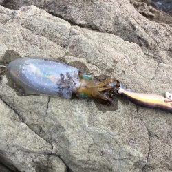 強風荒波なんのその