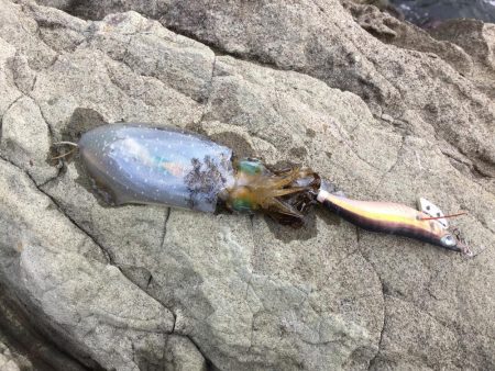 強風荒波なんのその