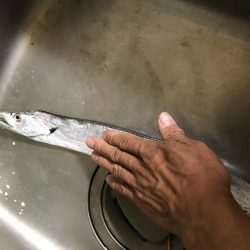 今年初  太刀、抜刀解禁