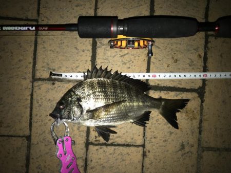 ヘチ釣り 短時間お台場釣行