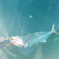 朝短時間フィッシング