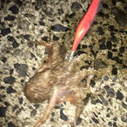 夜な夜なおかず探し