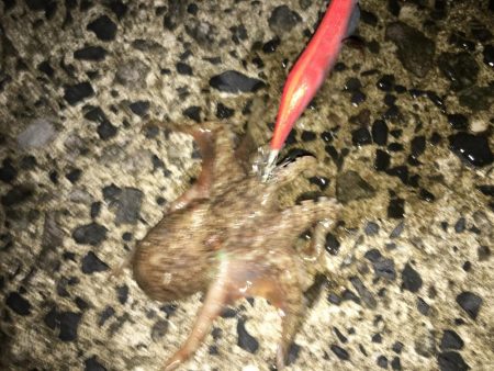 夜な夜なおかず探し