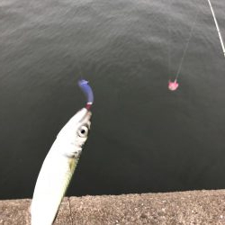 ボイルが遠かった‥