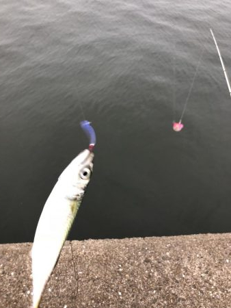 ボイルが遠かった‥