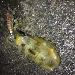 今日しかない・・・