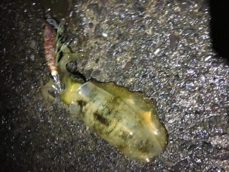 今日しかない・・・