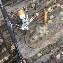 タッチ〜青物〜イカ