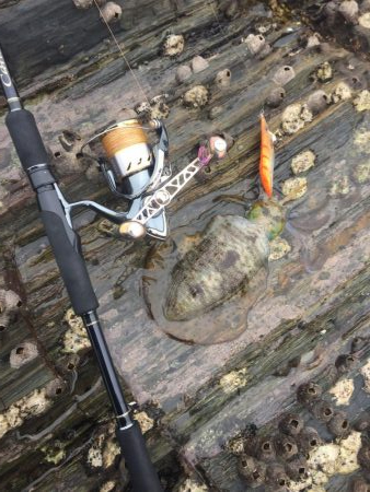 タッチ〜青物〜イカ