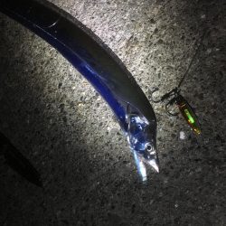 亀浦港周辺でサゴシ