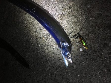 亀浦港周辺でサゴシ