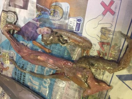 タチウオ釣れました