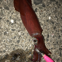 今年はあきませんね^^;