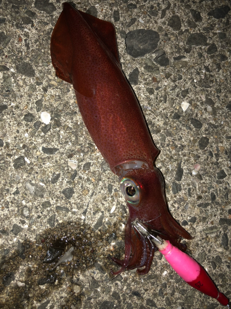 今年はあきませんね^^;