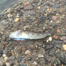 堂浦でライト5目達成