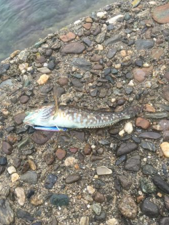 堂浦でライト5目達成