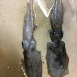 ショアジギングエギング