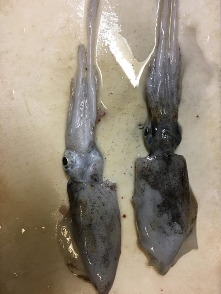 ショアジギングエギング