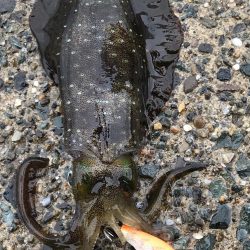 秋烏賊エギング