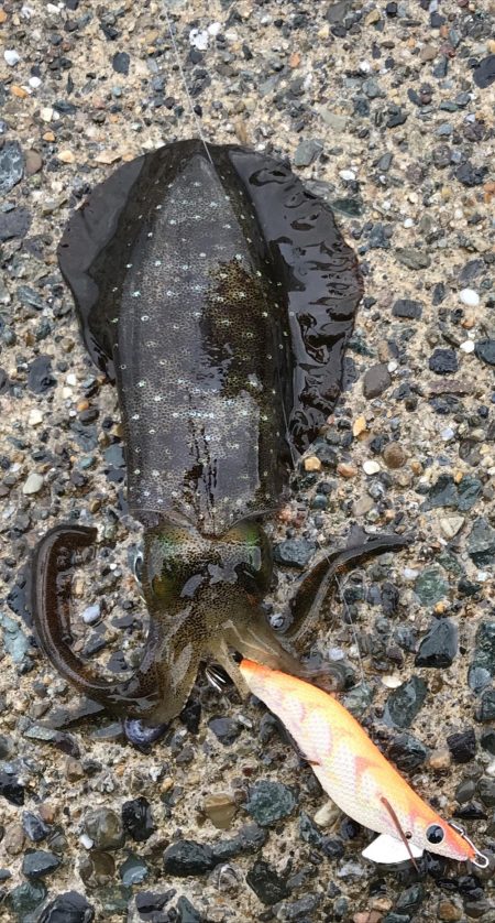 秋烏賊エギング