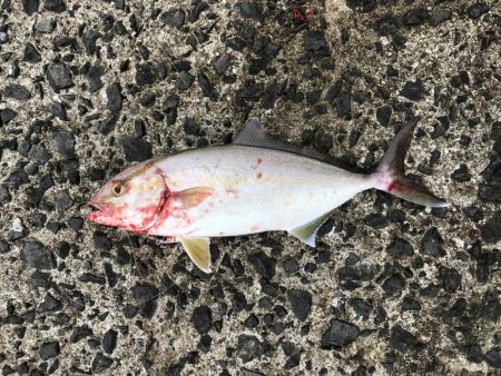 浜吉丸で行く小浦一文字