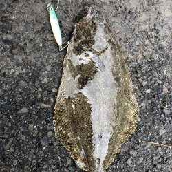 蓬莱公園でまさかのヒラメ！