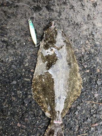 蓬莱公園でまさかのヒラメ！