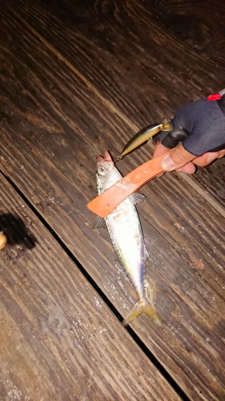 イカ調査のつもりが、、、