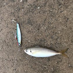 雨の中釣り三昧。