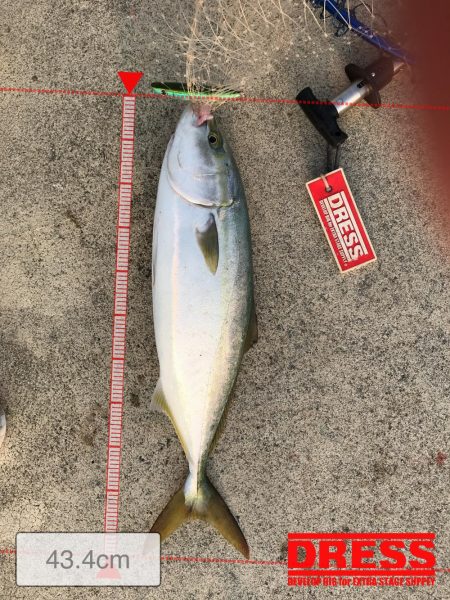 トップでドン！