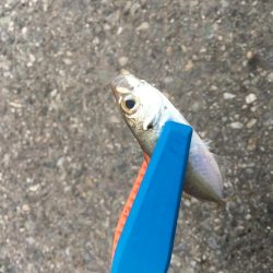 日中の鳴門釣行