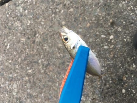 日中の鳴門釣行