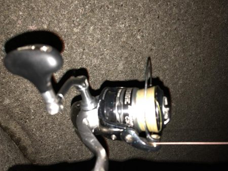 イカ釣れず、タチウオ