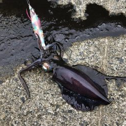 仕事前にエギング