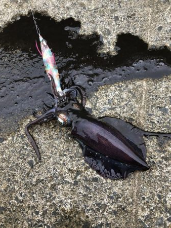 仕事前にエギング