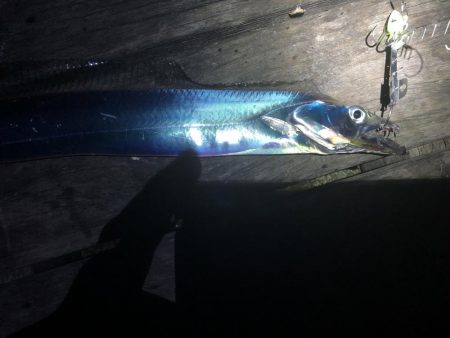 コスモスクエア台風前の太刀魚