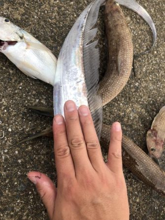 ライトショアジギング