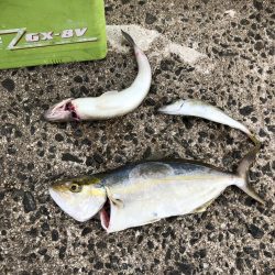 ショアジギング