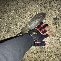 活きアジでアオリイカとタチウオ‼︎