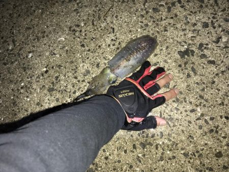 活きアジでアオリイカとタチウオ‼︎