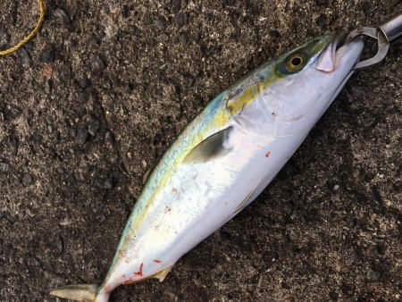 青物初心者でも♪