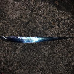 あたりがよくあった！太刀魚  鯖〜