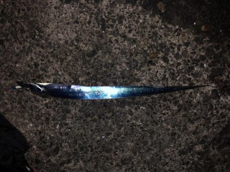 あたりがよくあった！太刀魚  鯖〜